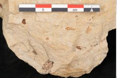 Foto (Detailansicht) von Quercus palaeoilex Ettingshausen (NHMW-GEO-2024-0188-6369)